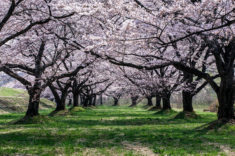 御所湖 in しずくいし桜まつり（雫石川園地）｜イベント情報｜しずくいろ 一般社団法人しずくいし観光協会